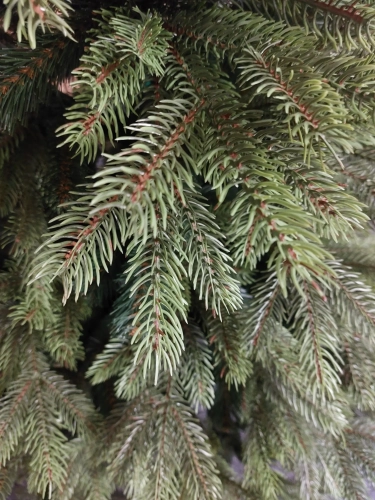 CHOINKA-SZTUCZNA-180CM-JAK-PRAWDZIWA-POLSKA-PRODUKCJA-SWIERK-ALPEJSKI-PE-Kod-producenta-Choinka-180cm-gesta-swierk-alpejski-PE_7_11zon.webp